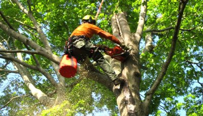 Tree pruning and trimming